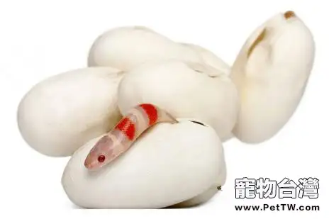 牛奶蛇的飼養簡介(1圖)-寵物台灣