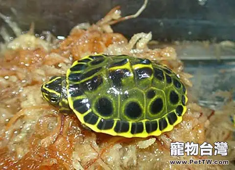 烏龜孵化適宜溫度是多少