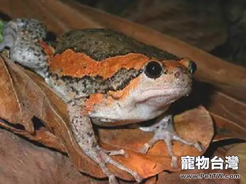 花狹口蛙的品種介紹