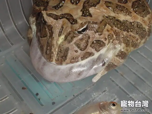 蛙類飼養的日常消毒(1圖)-寵物台灣