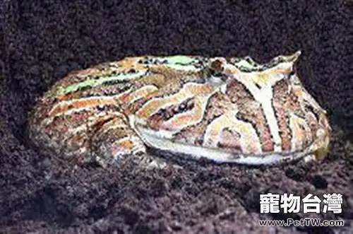 角蛙的生長週期概述(1圖)-寵物台灣