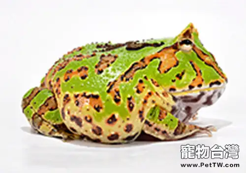 角蛙的冬眠與繁殖注意事項