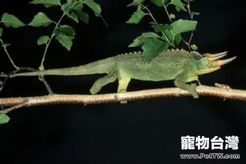 積臣變色龍的品種介紹(1圖)-寵物台灣