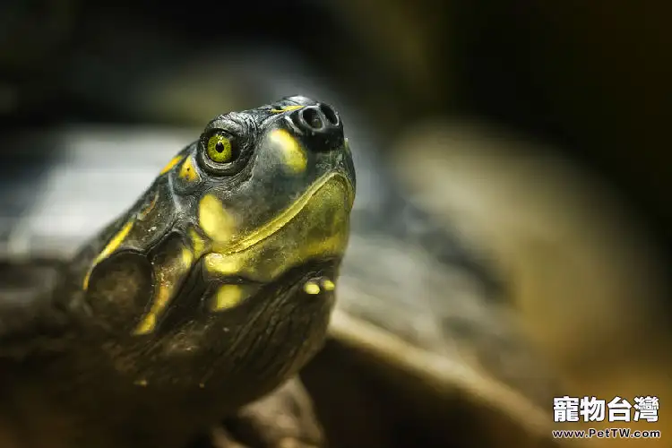 巴西龜也會咬人嗎？