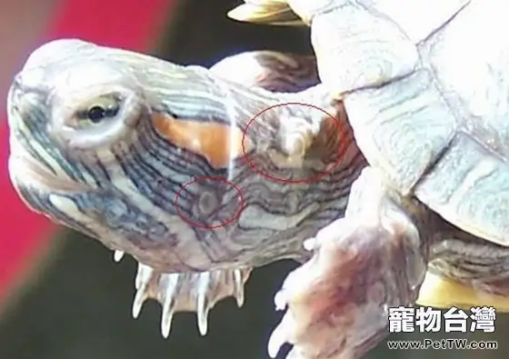 寵物龜常見皮膚病治療系列之疥瘡病(共6張圖片)-寵物台灣