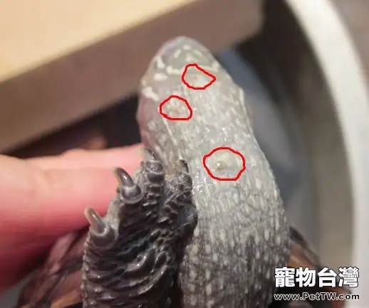 寵物龜常見皮膚病治療系列之疥瘡病