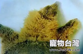 寵物龜常見皮膚病治療系列之水黴菌病(共5張圖片)-寵物台灣