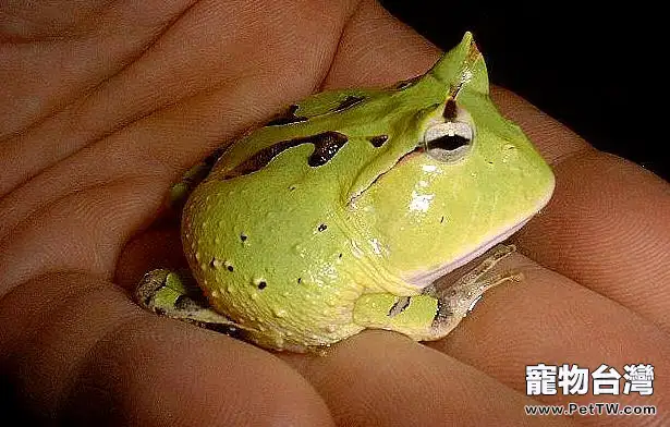 如何給角蛙餵食胃藥(1圖)-寵物台灣