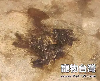 緬甸陸龜的蛔蟲病的診治與預防(共5張圖片)-寵物台灣