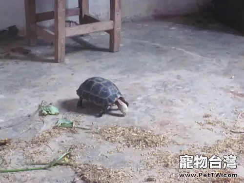 緬甸陸龜的蛔蟲病的診治與預防