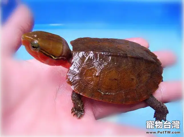 關於大頭龜的介紹(1圖)-寵物台灣