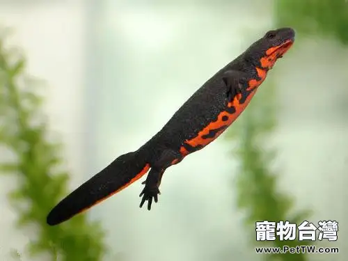 日本紅腹蠑螈資料簡介(1圖)-寵物台灣