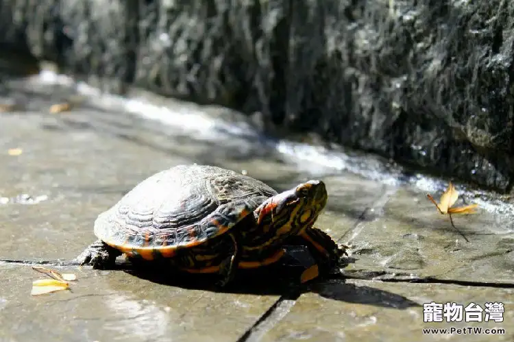 巴西龜嗆水了怎麼辦