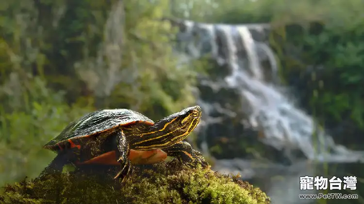 巴西龜喜歡吃什麼