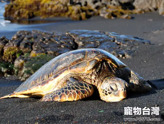 巴西龜冬眠時如何保暖