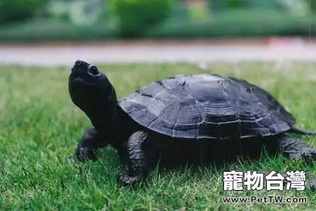 黑頸烏龜與普通烏龜有何不同(1圖)-寵物台灣