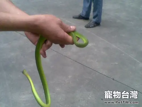 寵物蛇有什麼特點
