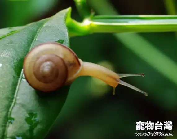 蝸牛的飼養方法簡介