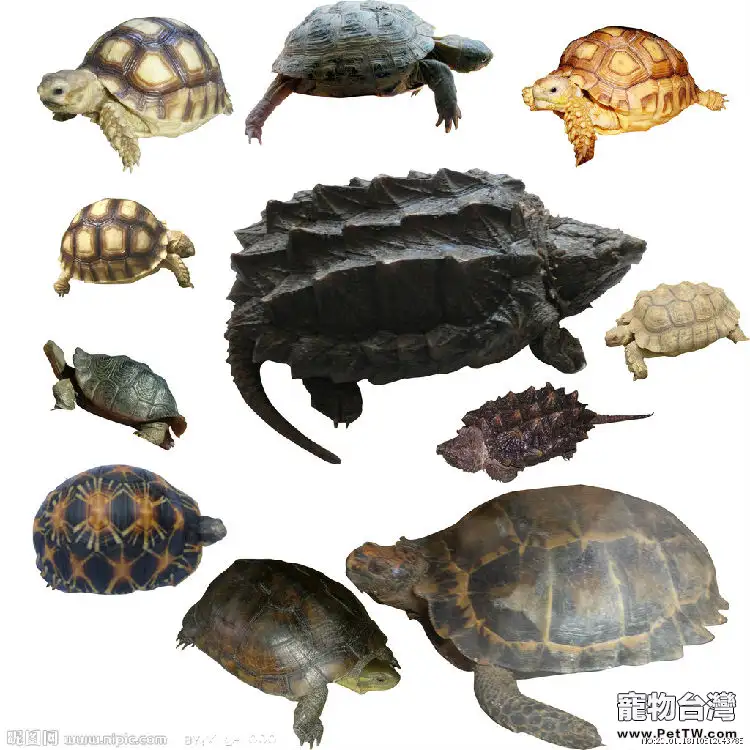 簡單區分水龜半水龜陸龜