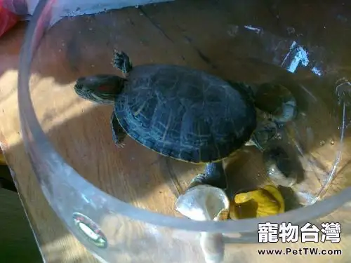 六個調節讓雌性寵物龜產卵量增加(1圖)-寵物台灣