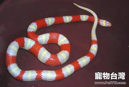 揭秘雄黃驅蛇的傳說(1圖)-寵物台灣
