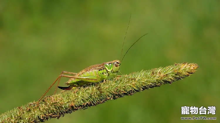 解密蟋蟀神奇的身體構造