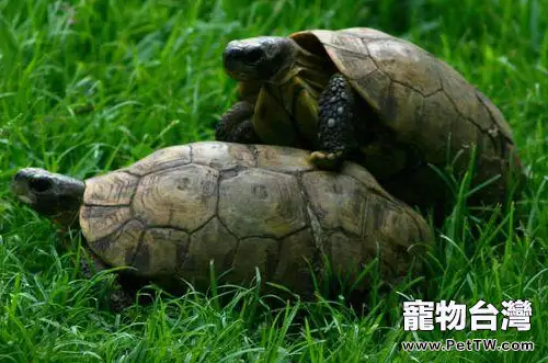 音樂能幫助烏龜快速成功交配