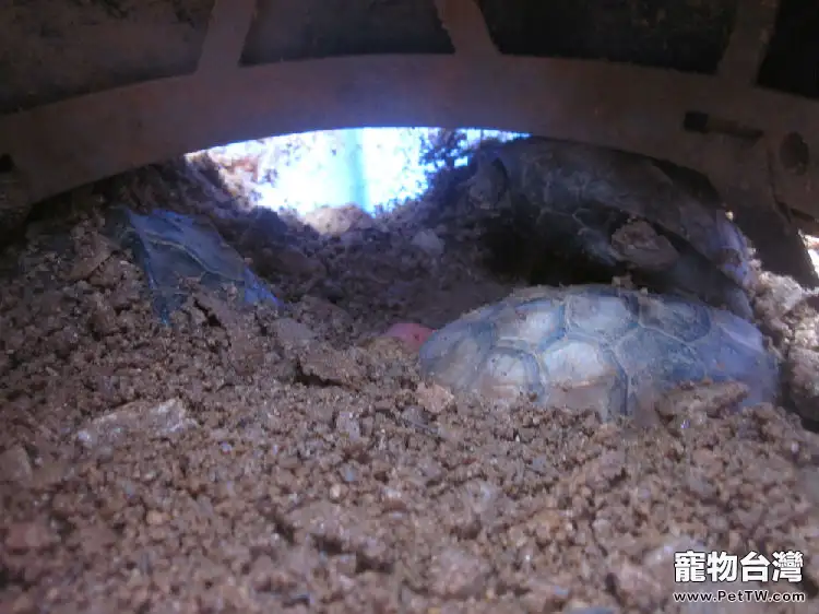 寵物水龜自然冬眠的方法比較