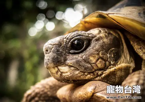 如何防治龜的白斑病(共2張圖片)-寵物台灣
