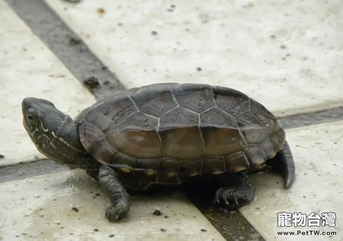 中華花龜的習性與飼養知識