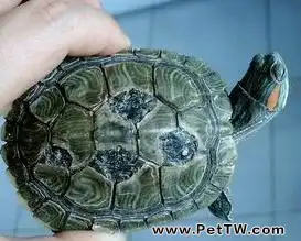 龜龜得了爛甲病該怎麼辦(1圖)-寵物台灣