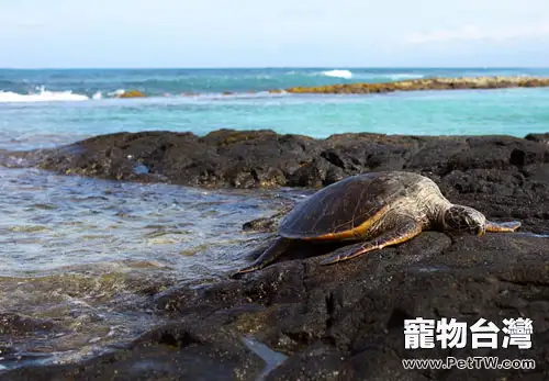 常見龜病的症狀及防治方法