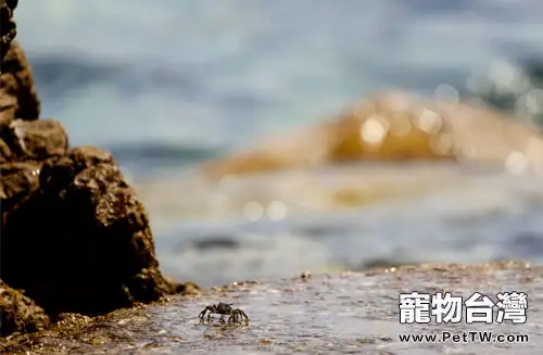 寵物蟹的飼養注意事項