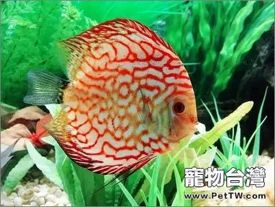 七彩神仙魚神經敏感的原因(1圖)-寵物台灣