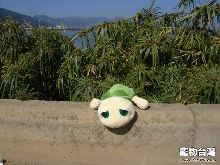 給龜自然冬眠的好處(1圖)-寵物台灣