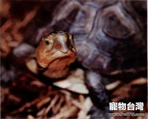 寵物龜的「牙科病」