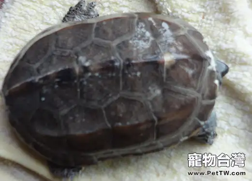 龜星人冬眠注意事項(1圖)-寵物台灣