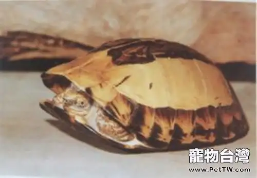 黃額為何難開食(1圖)-寵物台灣