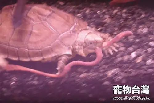 小龜龜吃蚯蚓嗎？