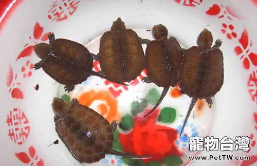 平胸龜的藥用價值(1圖)-寵物台灣
