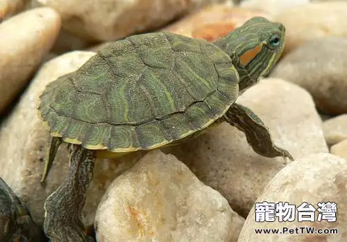 巴西龜簡單易行的懶人孵蛋法