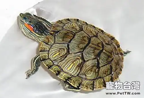 烏龜有毒嗎?(1圖)-寵物台灣