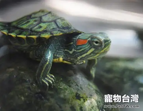 巴西龜的冬天飼養注意點