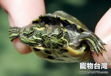 各種龜蛋的孵化時間表(1圖)-寵物台灣
