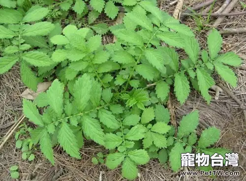 用仙鶴草治療龜病效果好