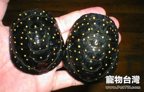 養水龜還是養旱龜