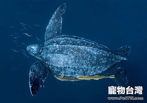 觀賞龜養護之稜皮龜(共5張圖片)-寵物台灣