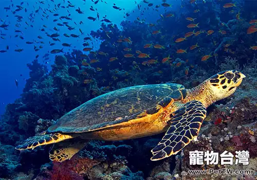 觀賞龜養護之玳瑁(共5張圖片)-寵物台灣