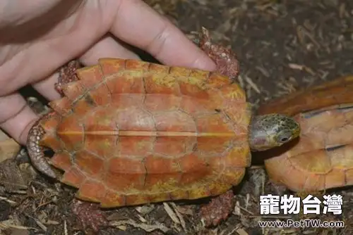 顏色超酷的日本地龜