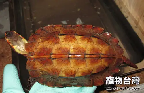 顏色超酷的日本地龜